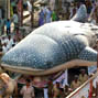 Turning the tide: The campaign to save Vhali, the whale shark (Rhincodon typus) in Gujarat